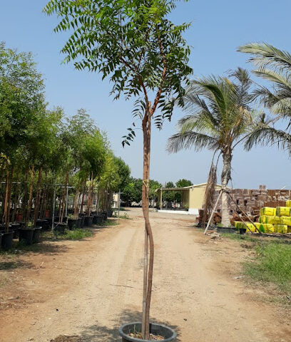 مبيعات الحضانة الخضراء - أبو ظبي -