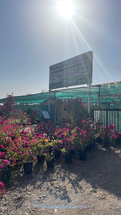 مشتل نبتة الحمراني - United Arab Emirates|Muwailha - Ras al Khaimah|Road|Al Manama