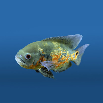 أكواريوم البحر الأحمر الجديد - أبو ظبي - +971 58 594 7868