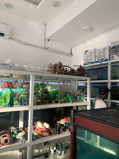 نور الصفا لسمك الزينة. TR - United Arab Emirates|Al Sharq - Bu Tina - Sharjah|34 Ibrahim Al Tabari St|5 Street