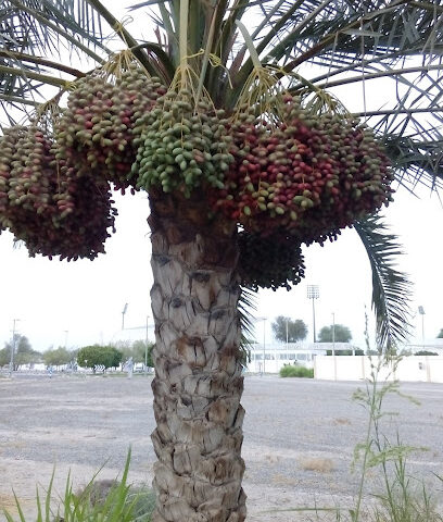 مركز القطارة للبولينج - أبو ظبي - +971 3 763 7555