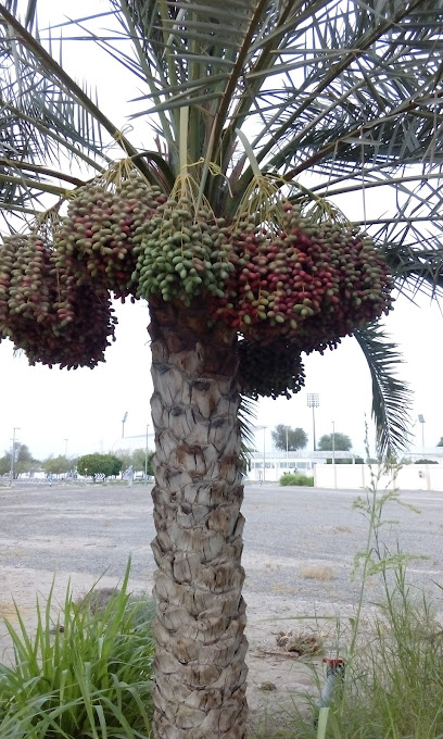 مركز القطارة للبولينج - United Arab Emirates|Al Qattarah - Abu Dhabi|7Q84+P6M