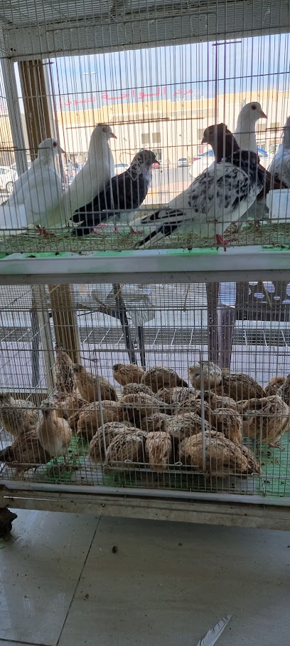 سمية سلمان - United Arab Emirates|Ajman Industrial 1 - Ajman|9FQJ+W86