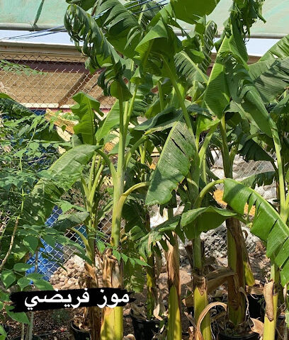 مؤسسة الثروة الزراعية - أبو ظبي - +971 56 688 3541