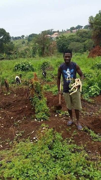 محل النخيل للتجارة - United Arab Emirates|Ras al Khaimah|SAQR HOSPITAL ROAD|RX2G+7FG