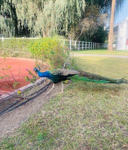 مستشفى دبي للخيول - أبو ظبي - +971 4 317 8888