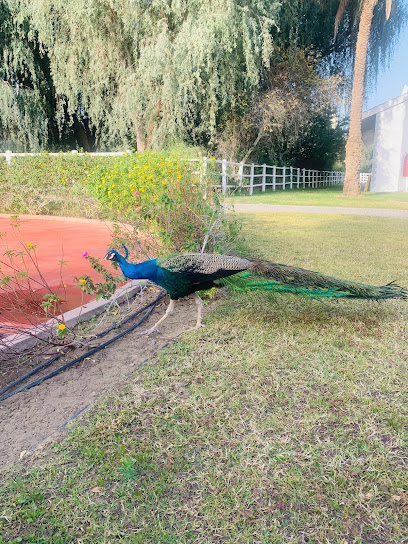 مستشفى دبي للخيول - United Arab Emirates|Za'abeel - Za'abeel 2 - Dubai|2 Street # 22A