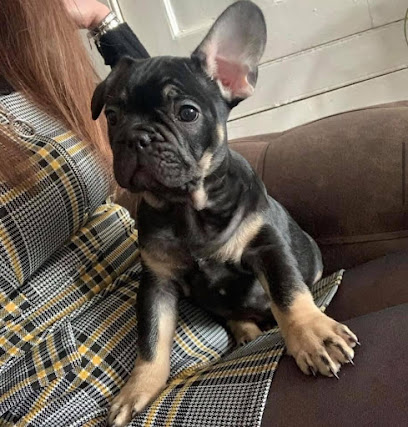 مزرعة دواجن جفتر ويلز - أبو ظبي - +44 7361 628210