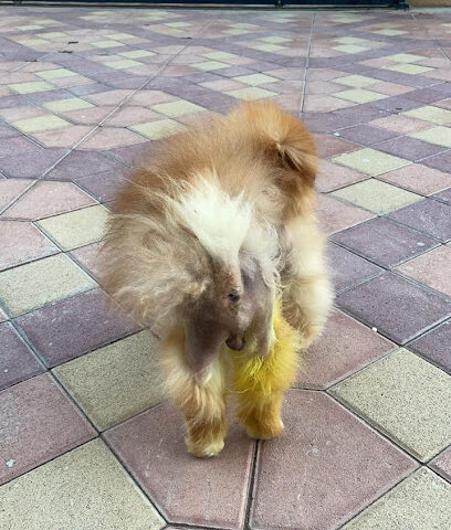 عيادة الطارق البيطرية - أبو ظبي - +971 55 360 1788