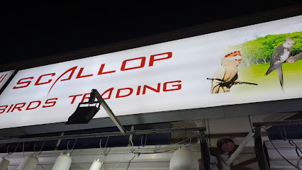 طيور الإسكالوب - أبو ظبي -