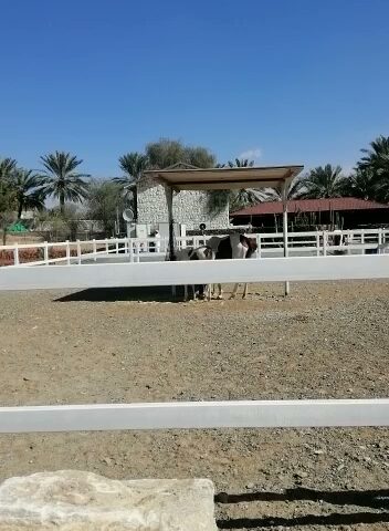 مسافي لتجاره - أبو ظبي -