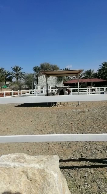 مسافي لتجاره - United Arab Emirates|Sharjah|6X32+33Q