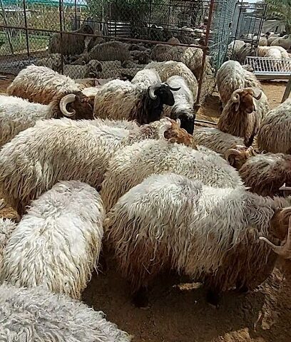 مؤسسه سامي العقاب لتجارة المواشي والاغنام - أبو ظبي - +971 50 804 0454