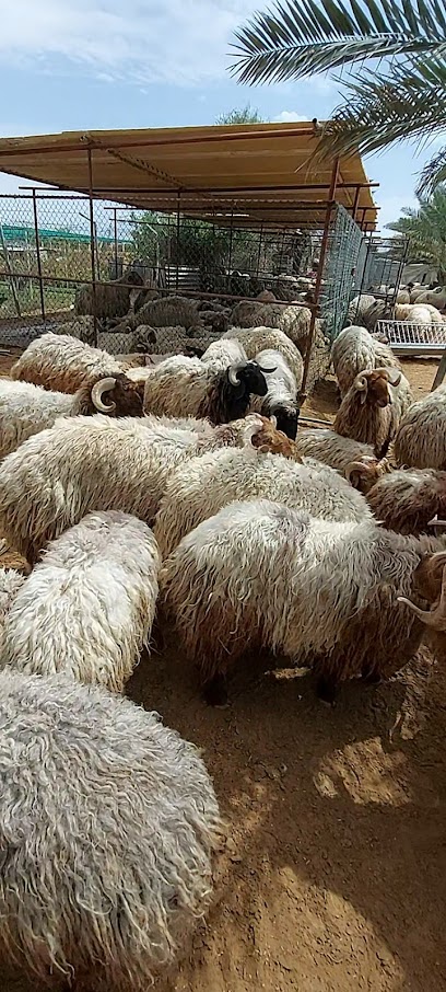 مؤسسه سامي العقاب لتجارة المواشي والاغنام - United Arab Emirates|Al Helio - Ajman|حضيرة رقم 21|سوق المواشي