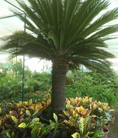 شركة كرييتف جاردن لتنسيق الحدائق. ذ م م -  - +971 50 232 7444