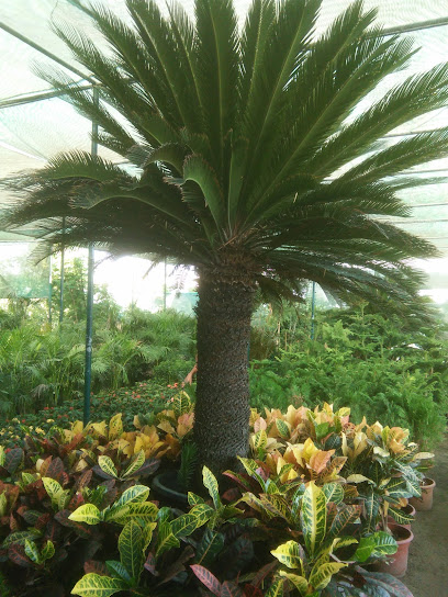 شركة كرييتف جاردن لتنسيق الحدائق. ذ م م - United Arab Emirates|Warsan 3 - Dubai|إ44