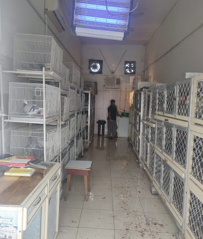 طيور ابو محمد - أبو ظبي - +971 55 613 6006