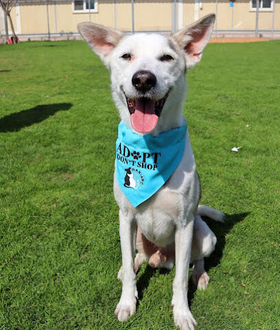 مركز رأس الخيمة لرعاية الحيوان - أبو ظبي - +971 7 243 3184