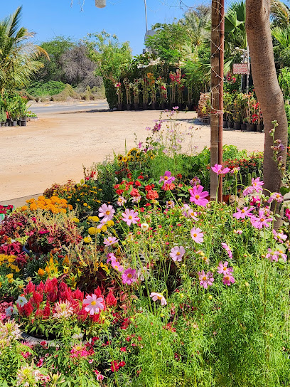 مشتل الكورنيش - United Arab Emirates|Fujairah|Unnamed Road|J74M+688