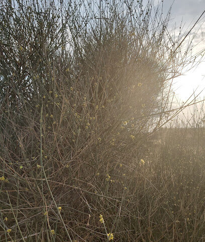 مشروع الشيخ زايد السكني مكتب بطين حي السامر ب - أبو ظبي -