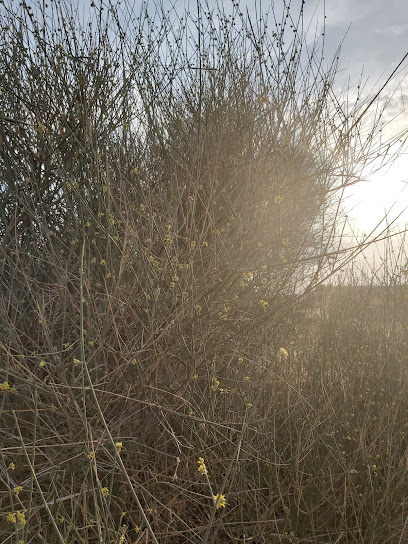 مشروع الشيخ زايد السكني مكتب بطين حي السامر ب - United Arab Emirates|Butain Al Samer - Ras al Khaimah|E311